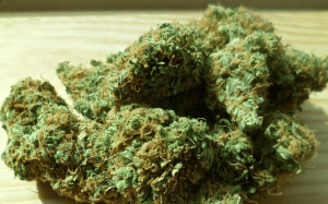photos of Cannabis